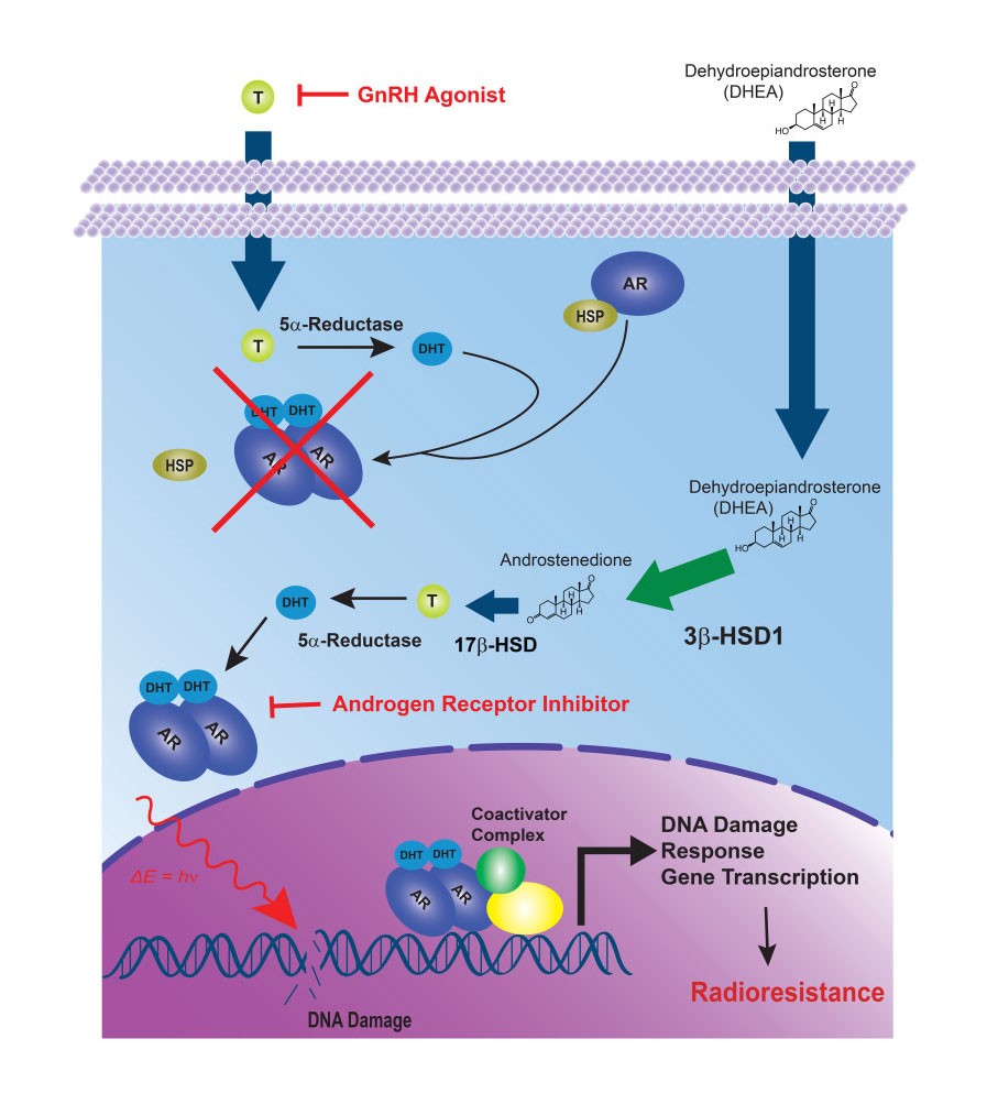 The intersection of hormone receptor signaling and radiation resistance in prostate cancer